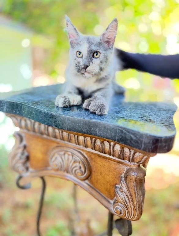 Polydactyl Tortie Female photo 3