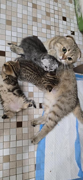 Jasmine's Litter photo 25