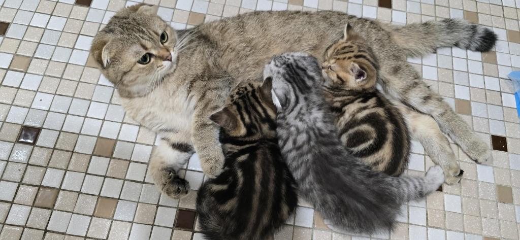 Jasmine's Litter photo 19