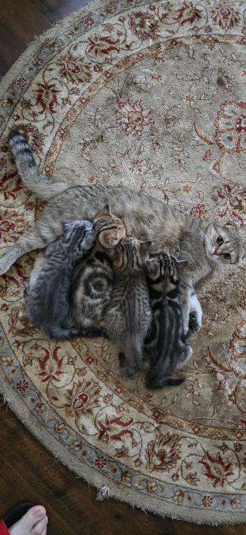 Jasmine's Litter photo 16
