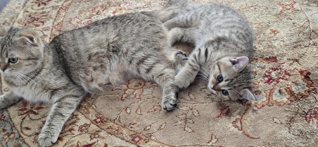 Jasmine's Litter photo 5
