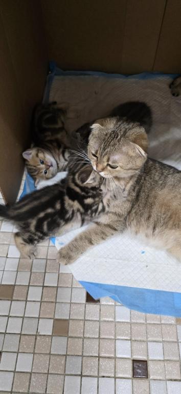 Jasmine's Litter photo 26