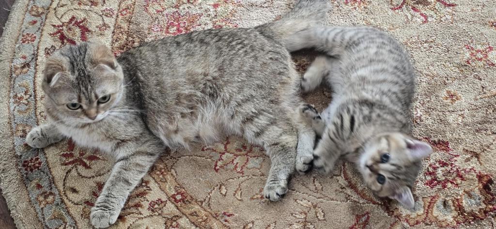 Jasmine's Litter photo 3