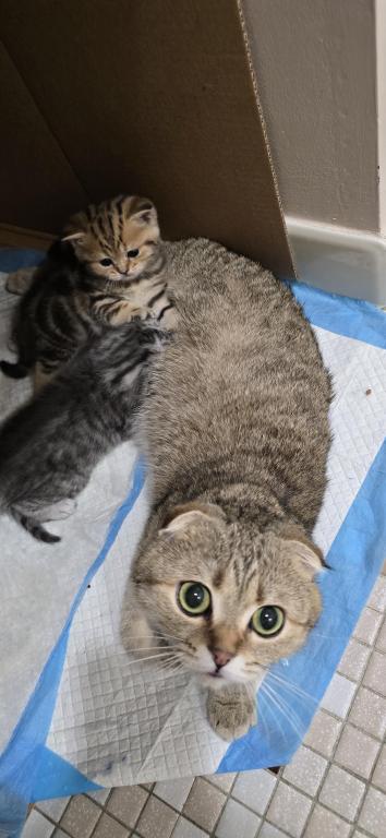 Jasmine's Litter photo 22