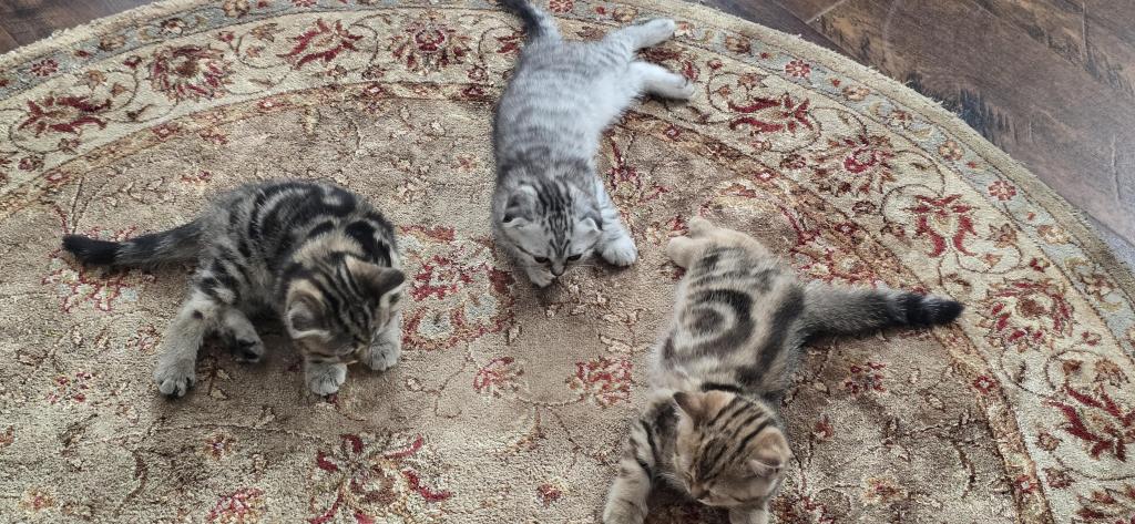 Jasmine's Litter photo 2
