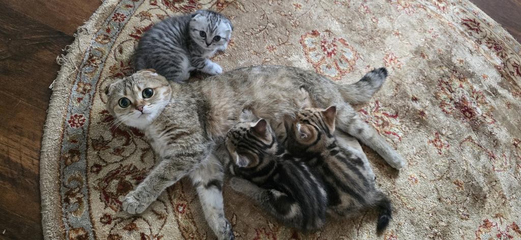 Jasmine's Litter