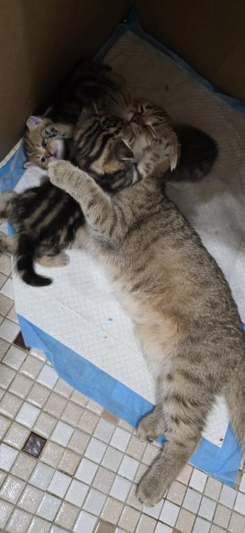 Jasmine's Litter photo 24