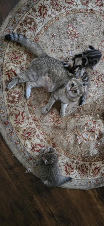 Jasmine's Litter photo 13