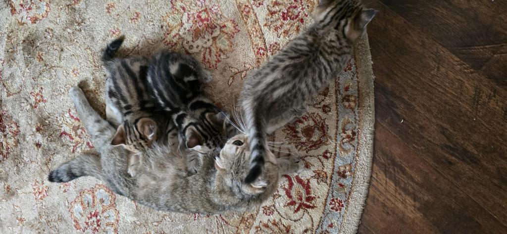 Jasmine's Litter photo 10