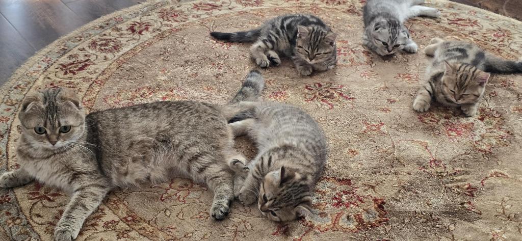 Jasmine's Litter photo 6