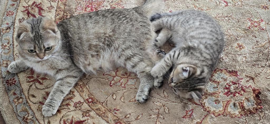 Jasmine's Litter photo 4