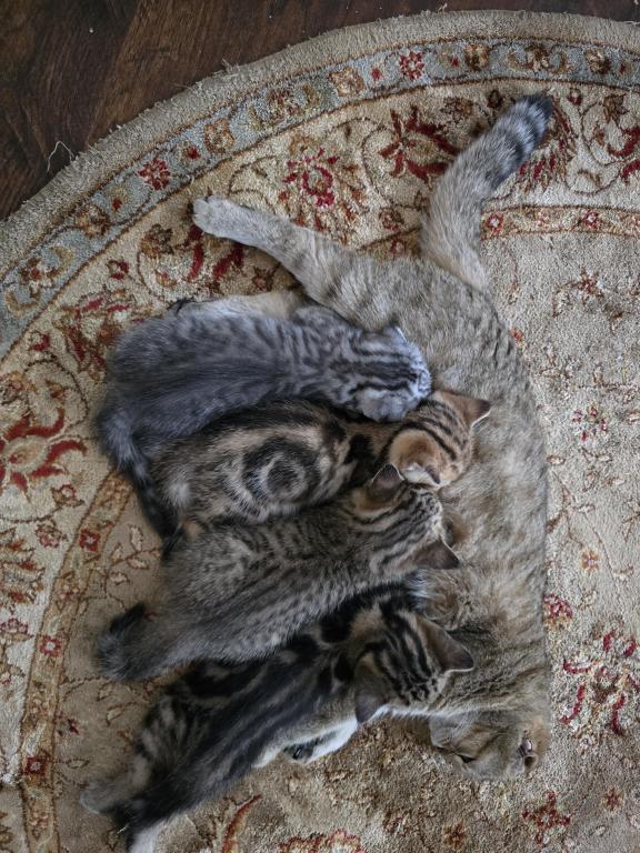Jasmine's Litter photo 15