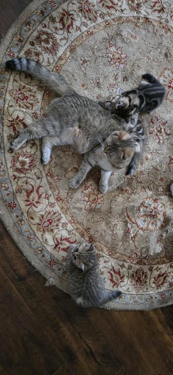 Jasmine's Litter photo 14