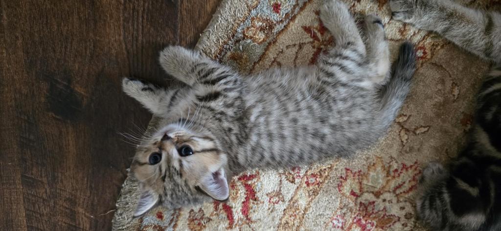 Jasmine's Litter photo 11