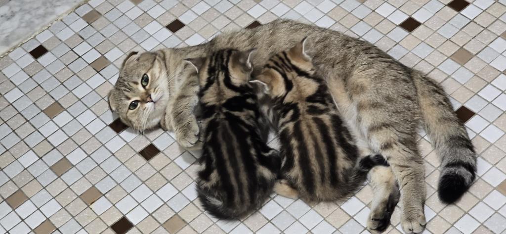 Jasmine's Litter photo 18