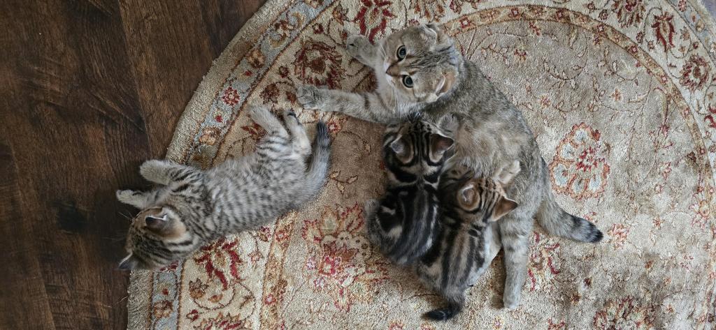Jasmine's Litter photo 12