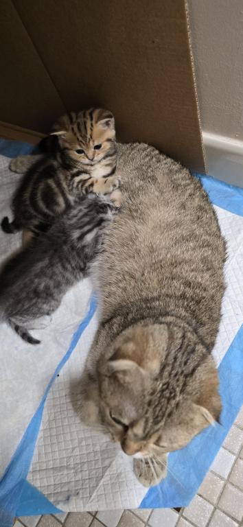 Jasmine's Litter photo 23