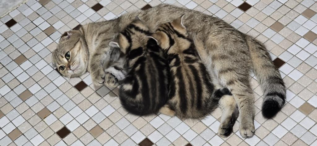 Jasmine's Litter photo 20