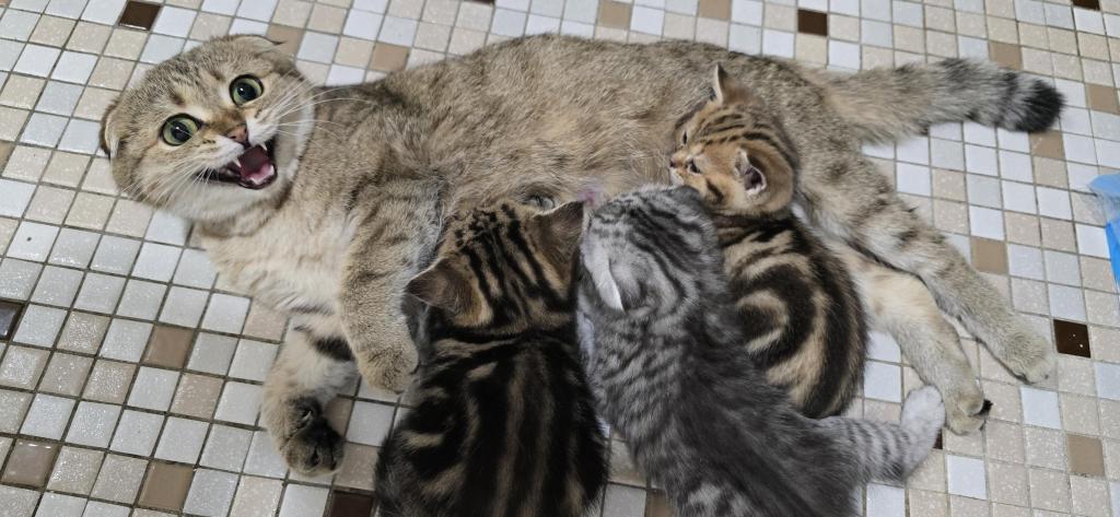 Jasmine's Litter photo 21