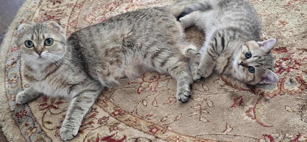 Jasmine's Litter photo 7