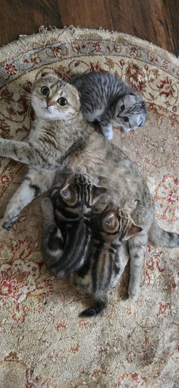 Jasmine's Litter photo 9