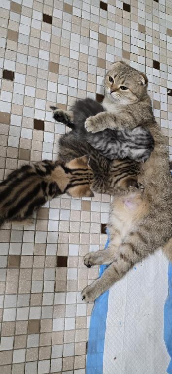 Jasmine's Litter photo 27