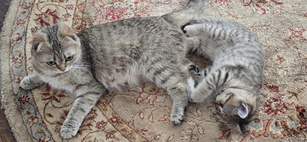 Jasmine's Litter photo 8