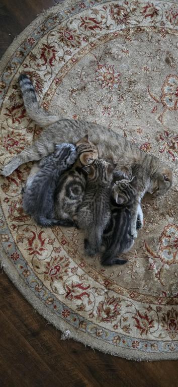 Jasmine's Litter photo 17