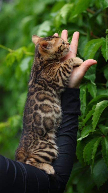 Sasha photo 2