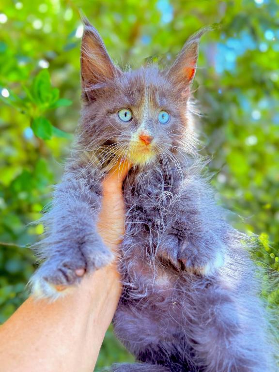 Dominant Blue Eyes Polydactyl Boy