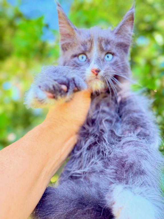 Dominant Blue Eyes Polydactyl Boy photo 2