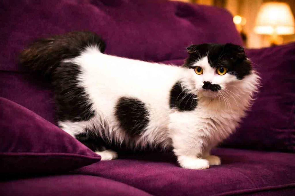 Chaplin Short Legs Munchkin Kilt Scottish Fold photo 9