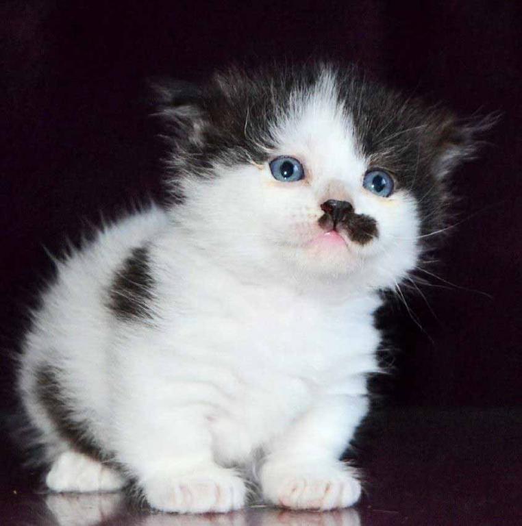 Chaplin Short Legs Munchkin Kilt Scottish Fold photo 14