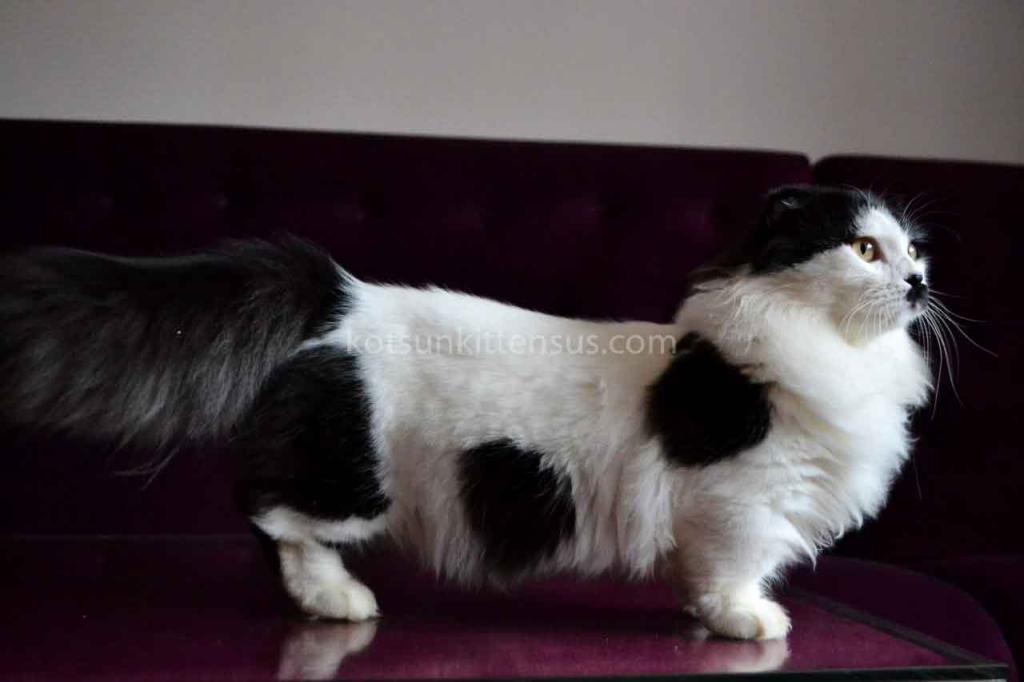 Chaplin Short Legs Munchkin Kilt Scottish Fold photo 2