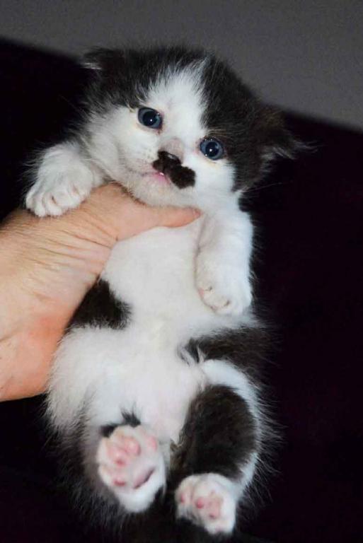 Chaplin Short Legs Munchkin Kilt Scottish Fold photo 15