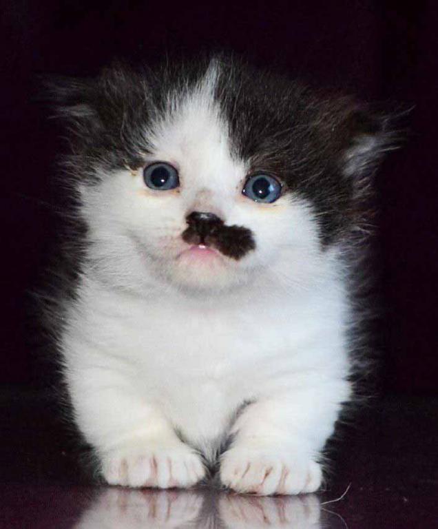 Chaplin Short Legs Munchkin Kilt Scottish Fold photo 11