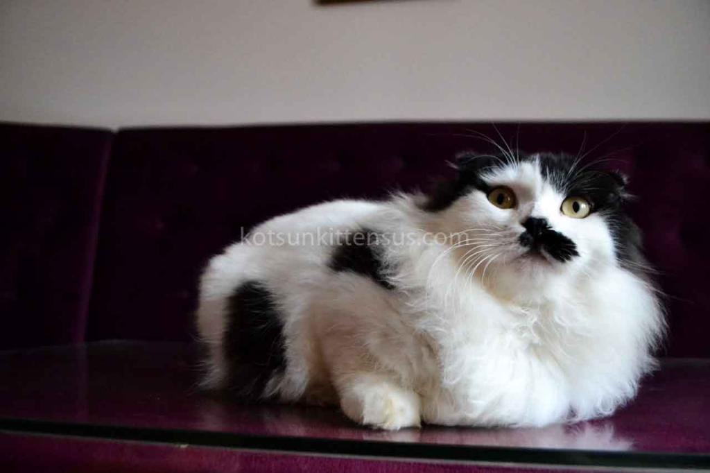 Chaplin Short Legs Munchkin Kilt Scottish Fold photo 7