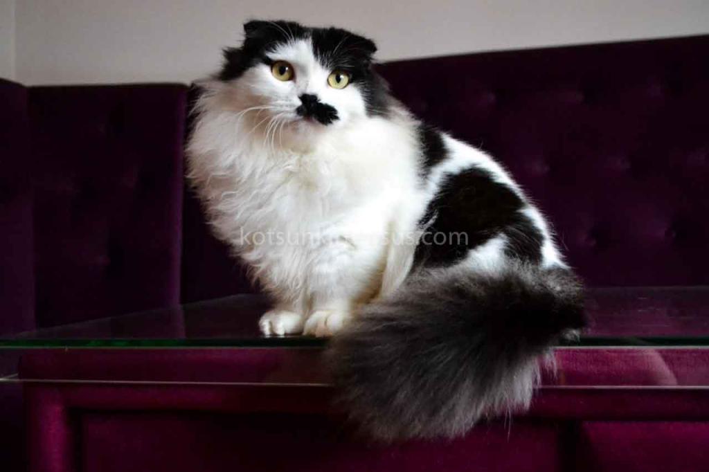 Chaplin Short Legs Munchkin Kilt Scottish Fold photo 3