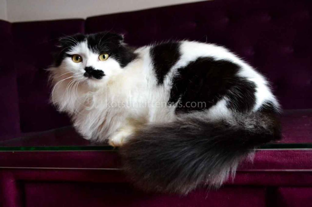 Chaplin Short Legs Munchkin Kilt Scottish Fold photo 4