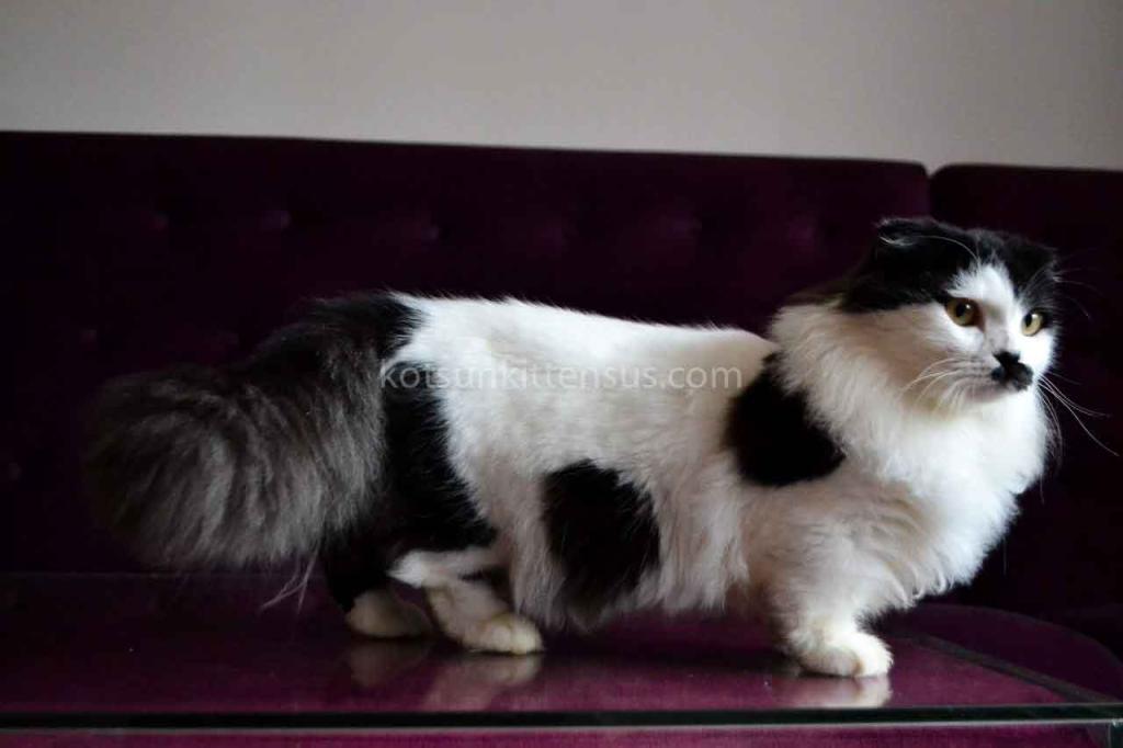 Chaplin Short Legs Munchkin Kilt Scottish Fold photo 6