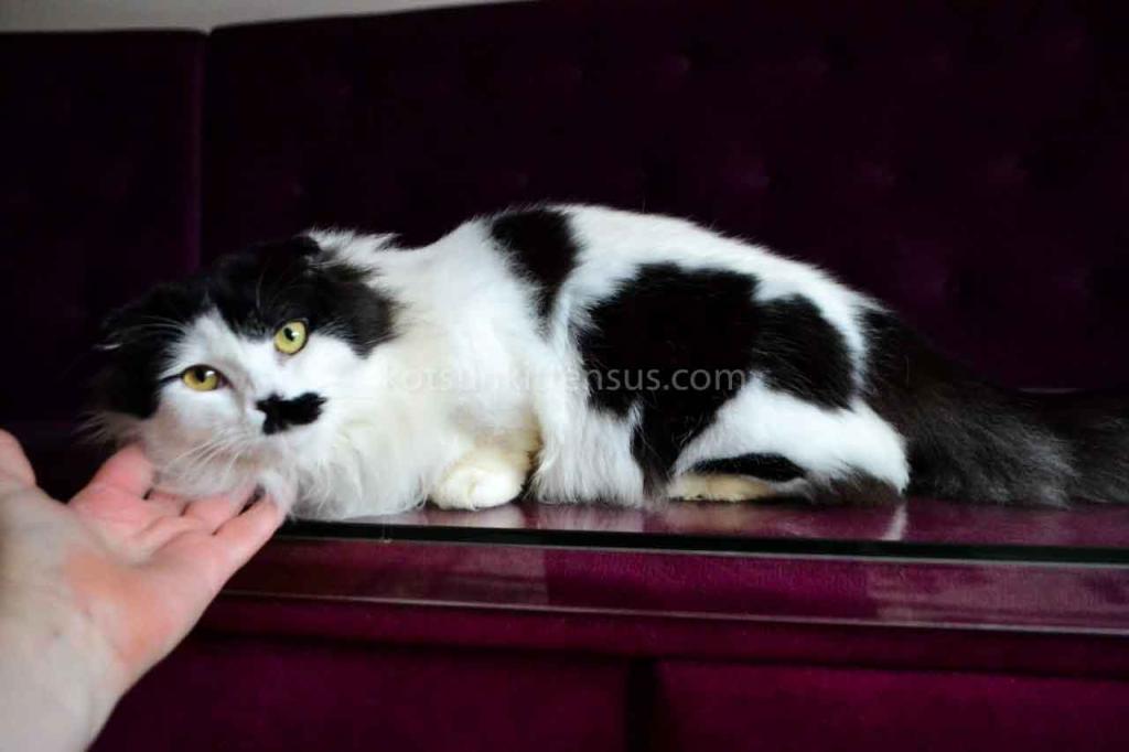 Chaplin Short Legs Munchkin Kilt Scottish Fold photo 5