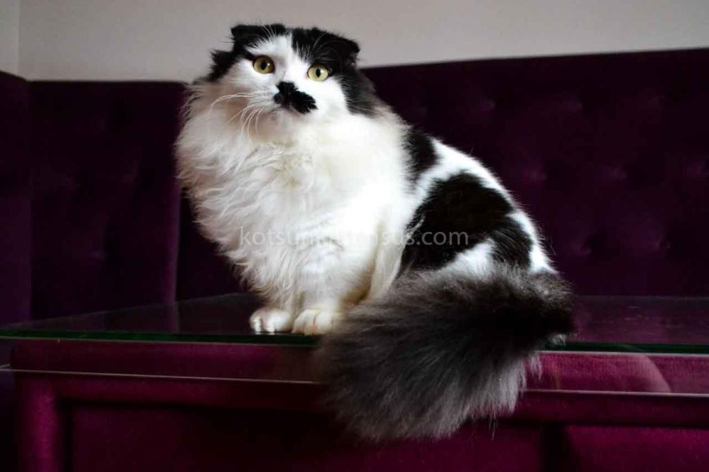 Chaplin Short Legs Munchkin Kilt Scottish Fold