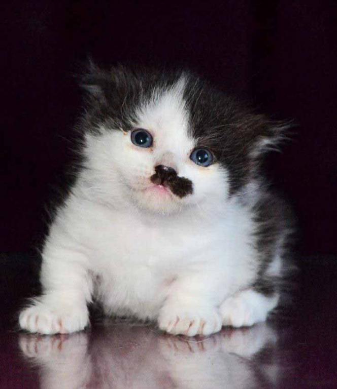 Chaplin Short Legs Munchkin Kilt Scottish Fold photo 13