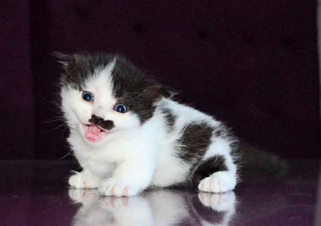 Chaplin Short Legs Munchkin Kilt Scottish Fold photo 12