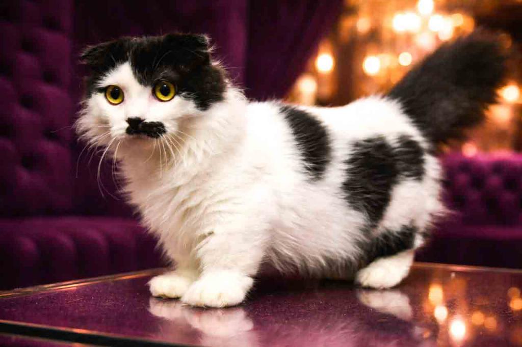 Chaplin Short Legs Munchkin Kilt Scottish Fold photo 10