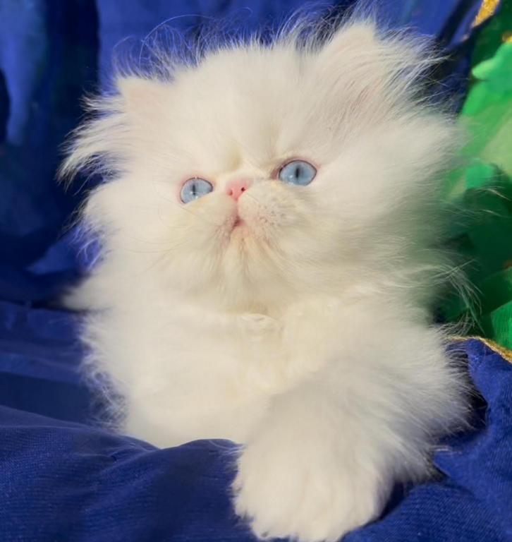 Beautiful Dollface All White Blue Eyes Male photo 3