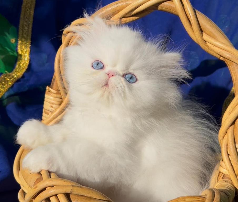 Beautiful Dollface All White Blue Eyes Male photo 4