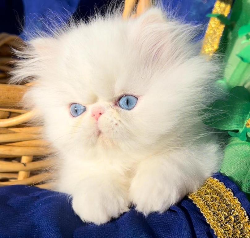 Beautiful Dollface All White Blue Eyes Male photo 2