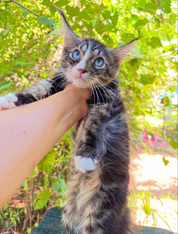Amazing Kitten Boy For DBE Program photo 2