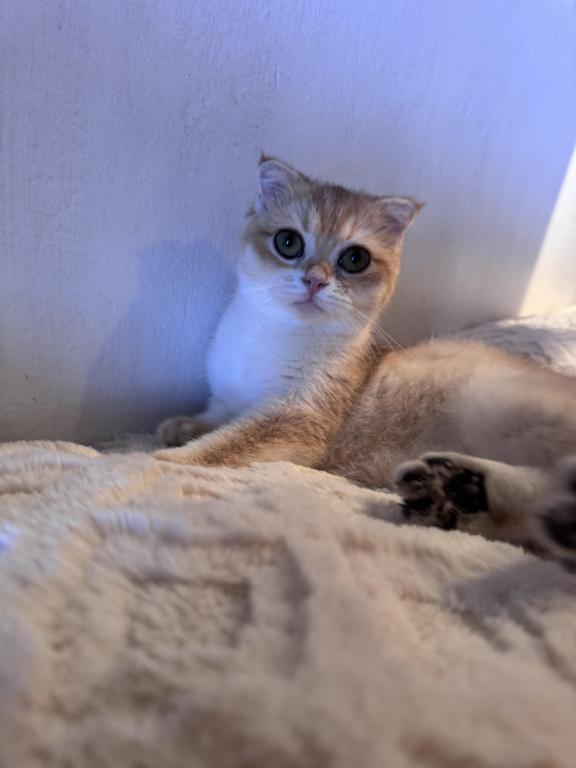 Chichi